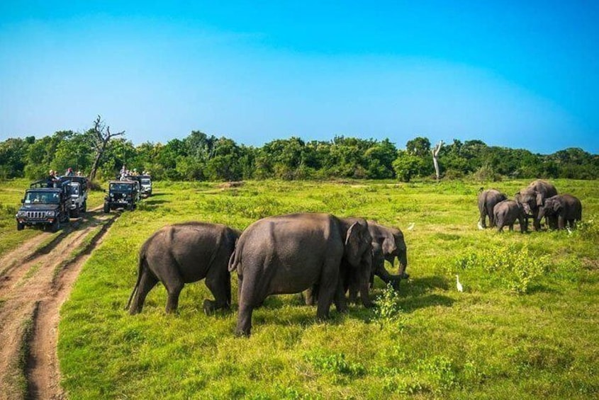 Minneriya National Park Safari from Dambulla