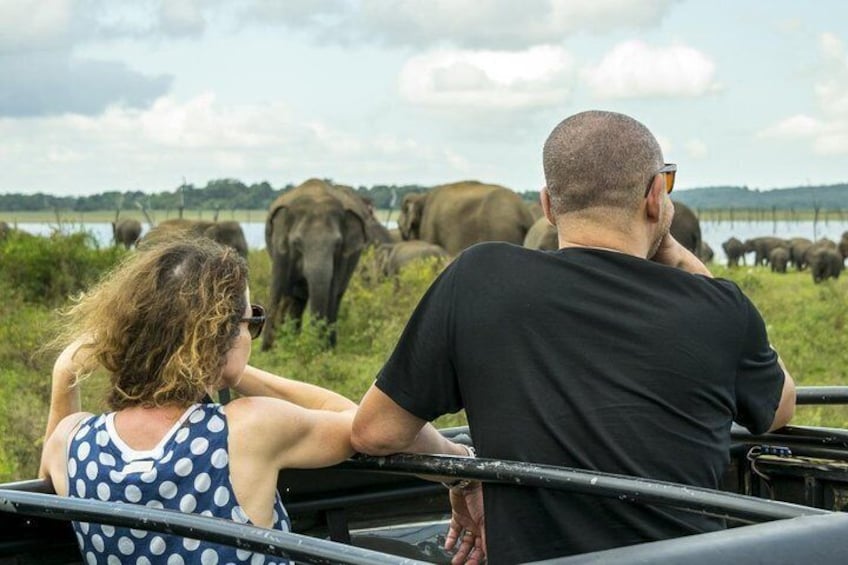 Minneriya National Park Safari from Dambulla