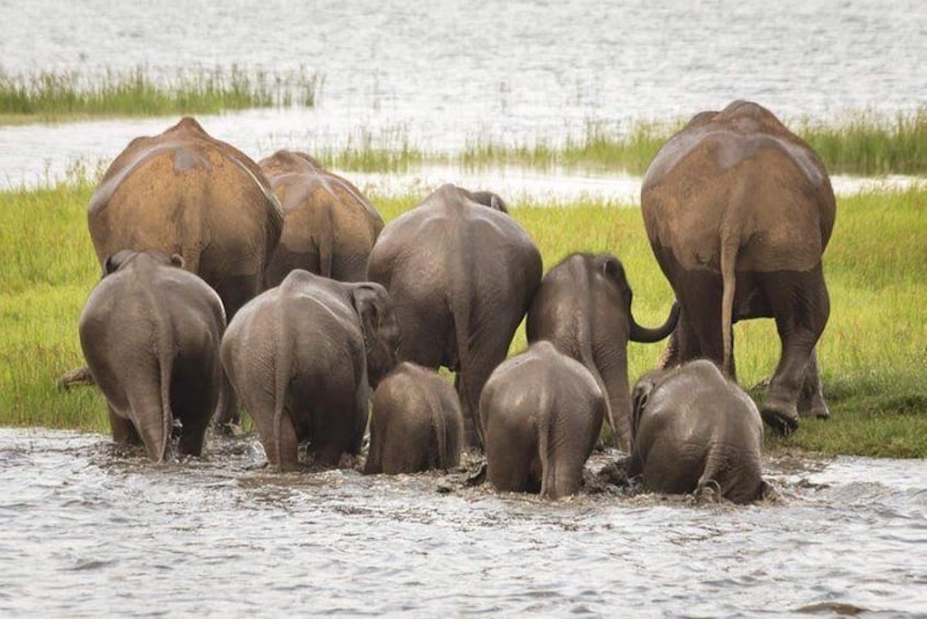 Minneriya National Park Safari from Dambulla