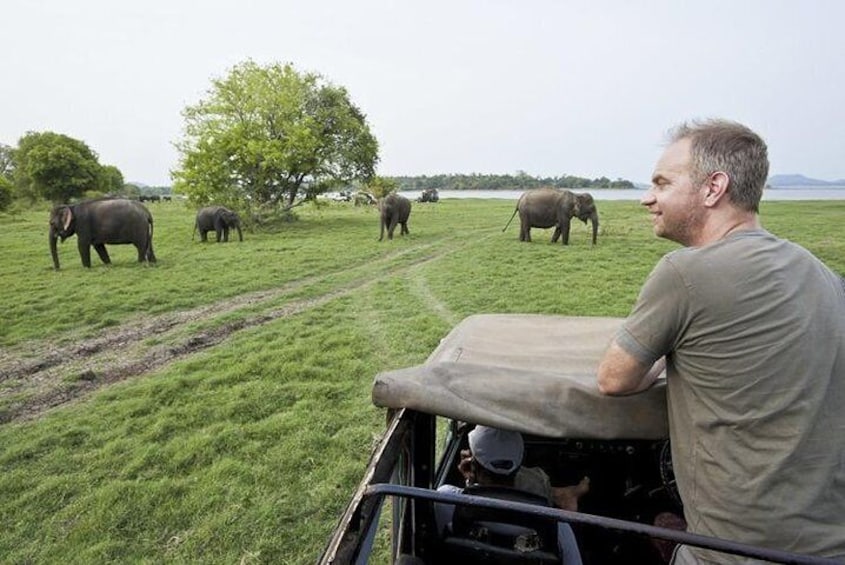 Minneriya National Park Safari from Dambulla