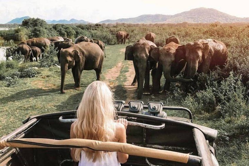Minneriya National Park Safari from Dambulla