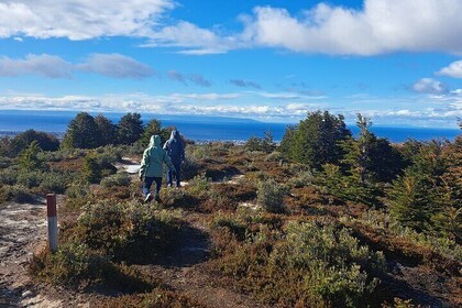 Private Patagonian Forest Hike in Punta Arenas: 4 Hour