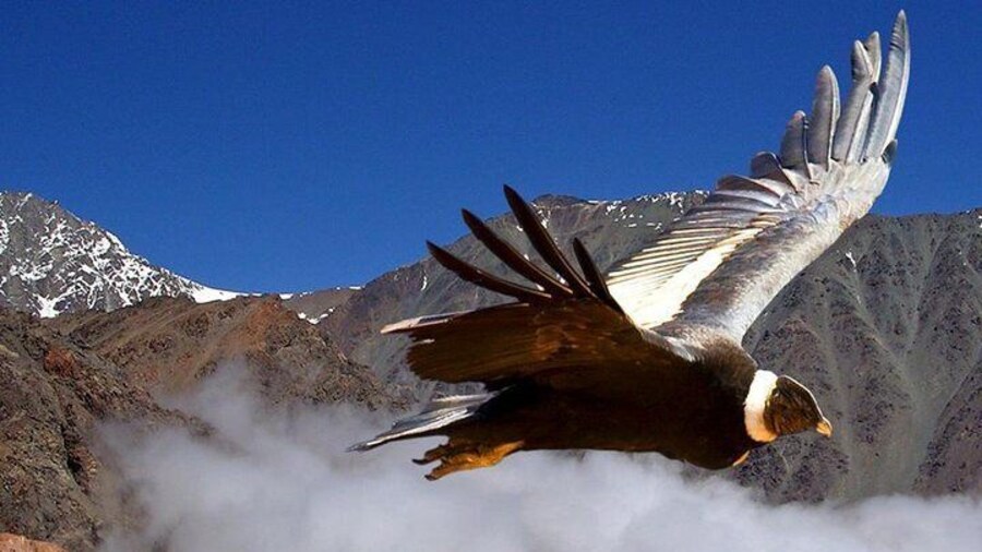 Condor Bird usually seen in our lookouts