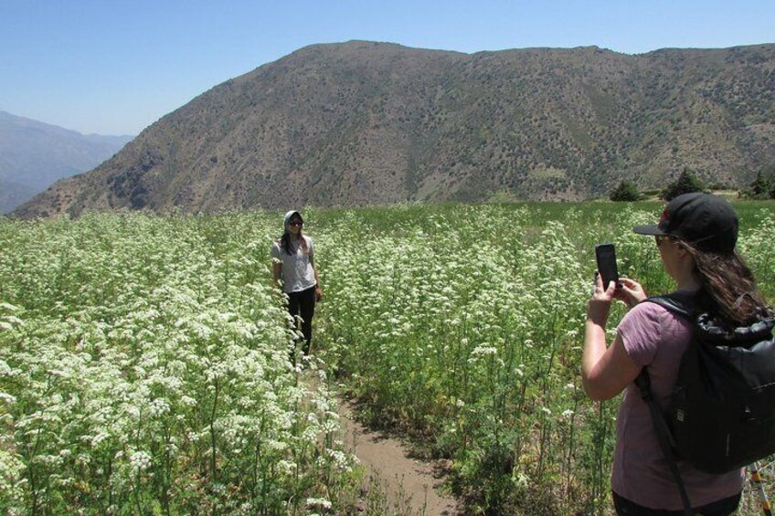 Spring in the Andes