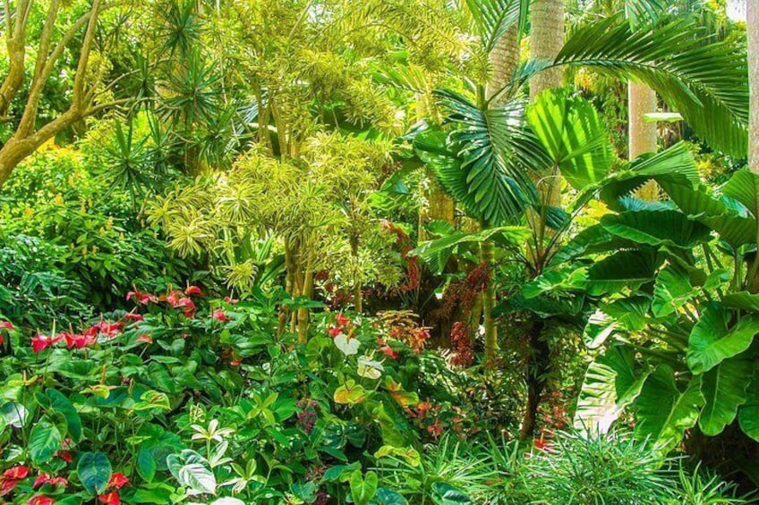 Barbados Botanical Tour