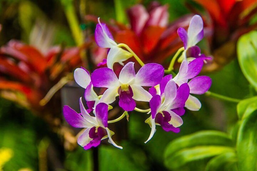 Barbados Botanical Tour