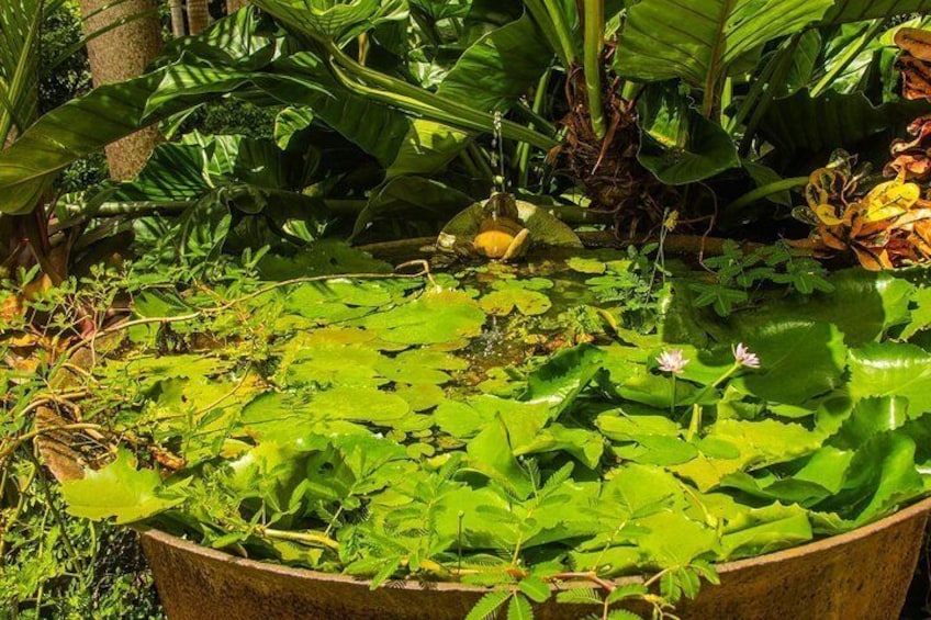 Barbados Botanical Tour