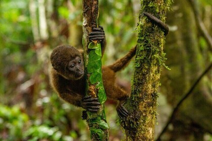 Tropical Escape: 3 Days Amazon Rainforest Tour from Quito