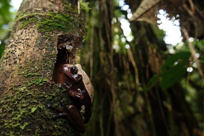 DAY 1: RAINFOREST INTRODUCTION | SAVE THE FROGS