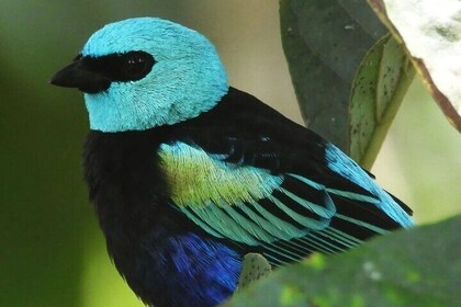 Oplevelser i Mindo Cloud Forest