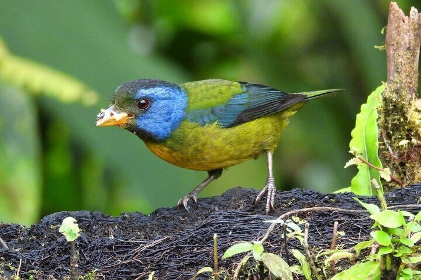 Tanager