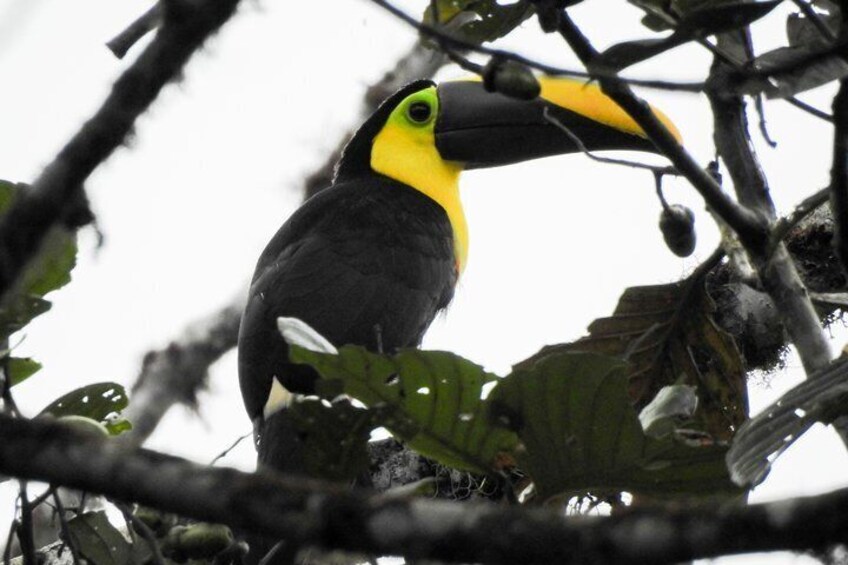 Mindo cloud-forest Private day tour; Waterfall and Birdwatching