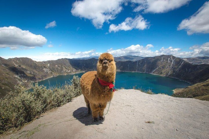 Quilotoa and its beautiful wildlife