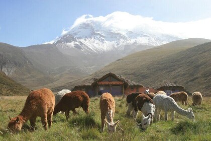 The Ultimate 6 Day Route through Ecuador's Andes and Amazon Tour