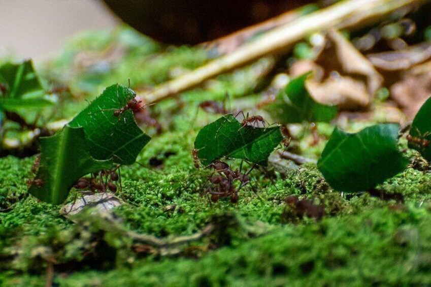THE RAINFOREST