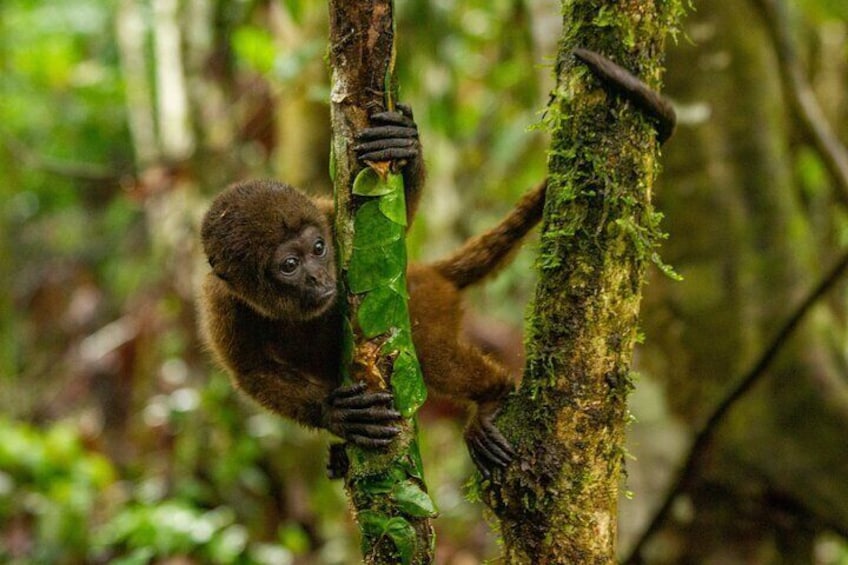 4 Day All Inclusive Amazon Jungle Adventure, transfer from Quito