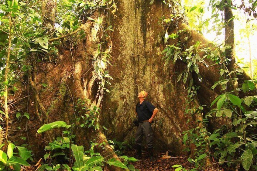 DAY 1: Intro Rainforest | Giant Ceiba trail | River Tubing