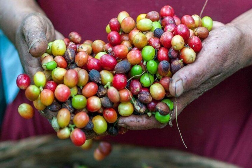 Coffee & Cacao Experience from Quito