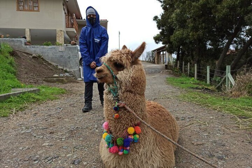 Alpaca and tourist