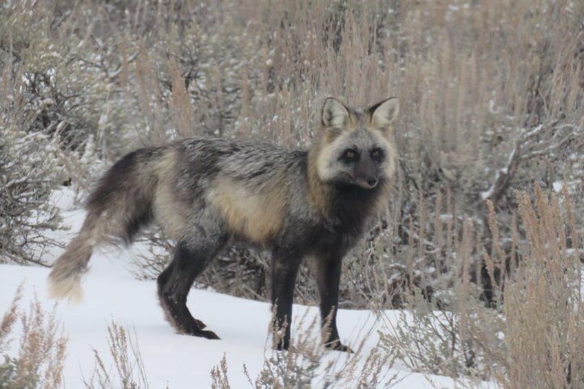 Jackson Hole & Grand Teton Park - Half-Day Wildlife Tour - Morning