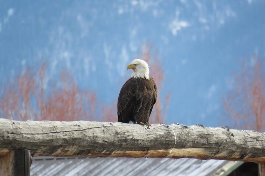 Jackson Hole & Grand Teton Park - Half-Day Wildlife Tour - Morning