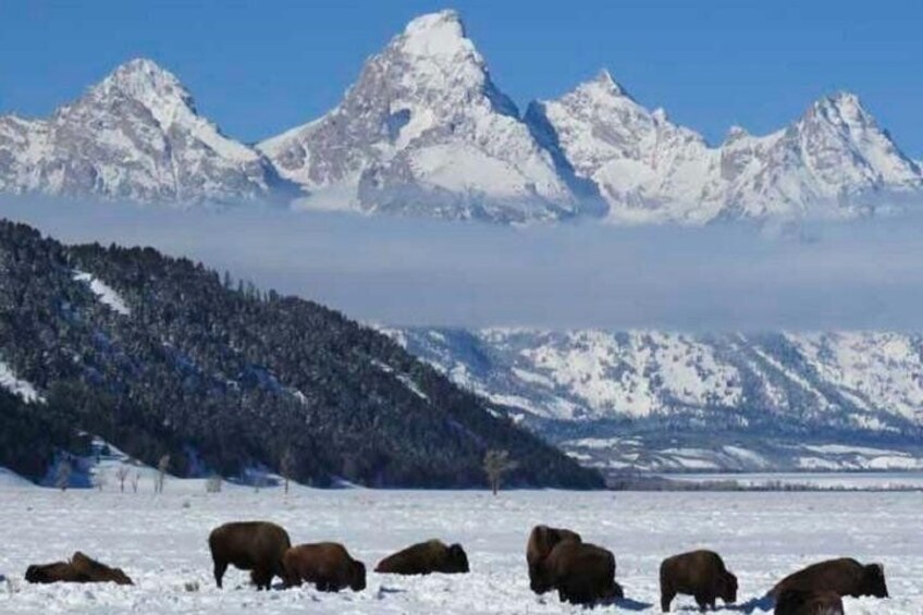 Jackson Hole & Grand Teton Park - Half-Day Wildlife Tour - Morning