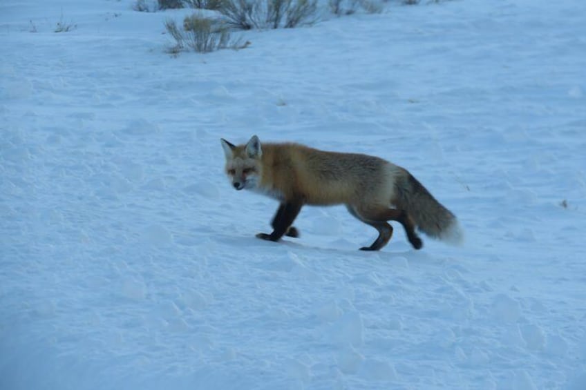 Jackson Hole & Grand Teton Park - Half-Day Wildlife Tour - Morning