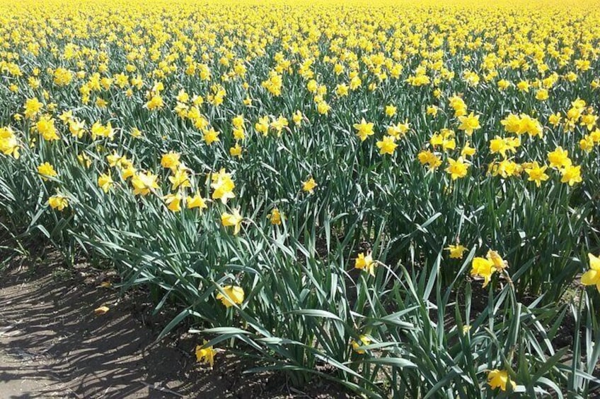 Tulip Festival and Skagit Valley Tour