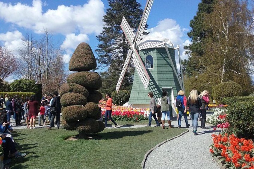 Tulip Festival and Skagit Valley Tour