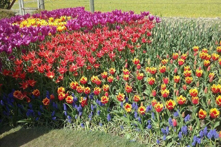 Tulip Festival and Skagit Valley Tour