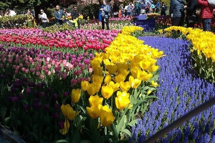 Tulip Festival and Skagit Valley Tour