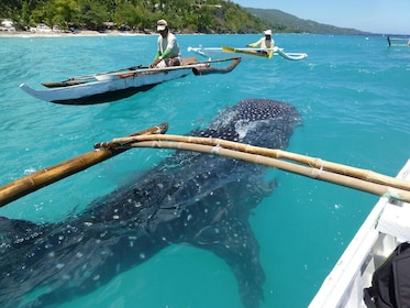 Oslob Whale Shark Watching Day Tour