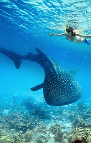 Private Tour - Oslob Whale Shark with Lunch