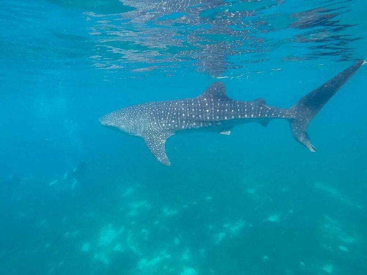 Oslob Whale Shark Tour with Lunch