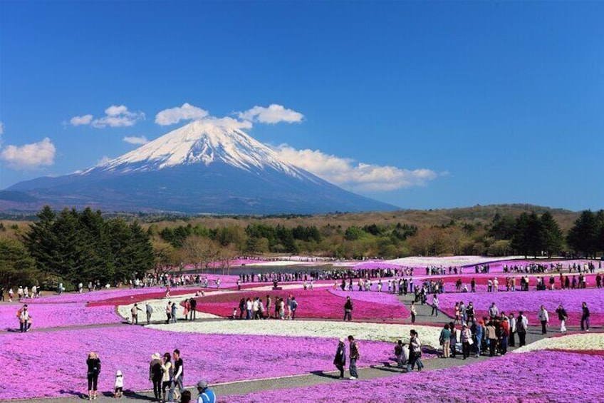 Mt Fuji Hakone cherry blossom Day Tour by Luxury CAR HUMER & BENZ