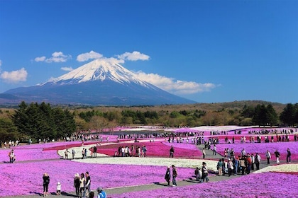 富士山，箱根全日私人旅遊（含英語司機導遊）