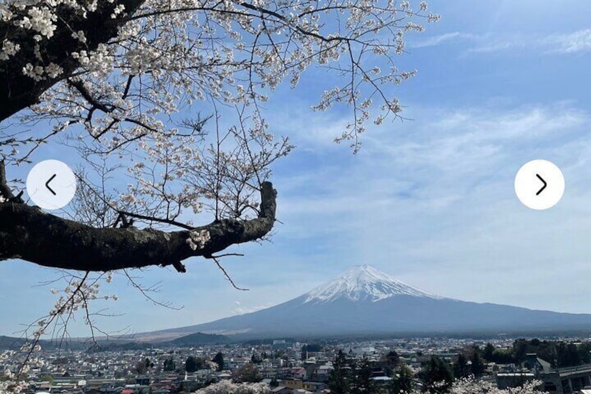 cherry blossom sakura,Fuji 5th station,Hakone,Day Tour By private car 1-7Person 