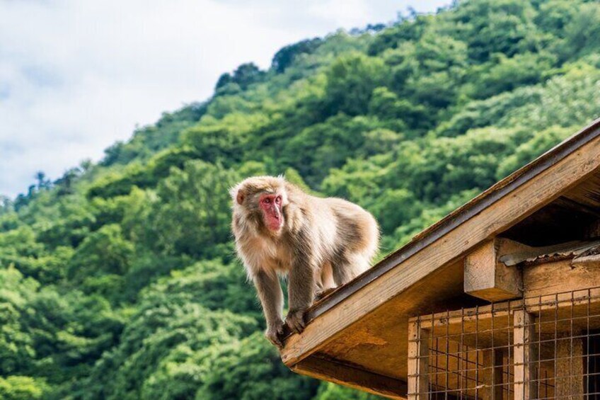 1-Full Day Private Experience of Culture and History of Kyoto for First timersrs