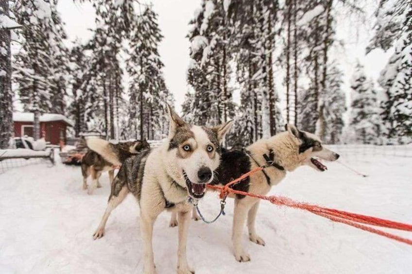 Husky Safari from Levi Including a Husky Sled Ride