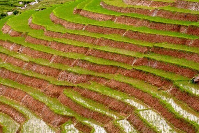 betsileo ricefield