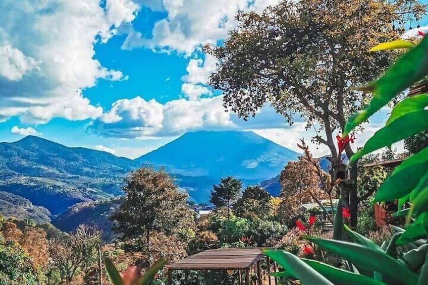 Visit an Avocado Plantation + The Highlights of Antigua - Private Tour