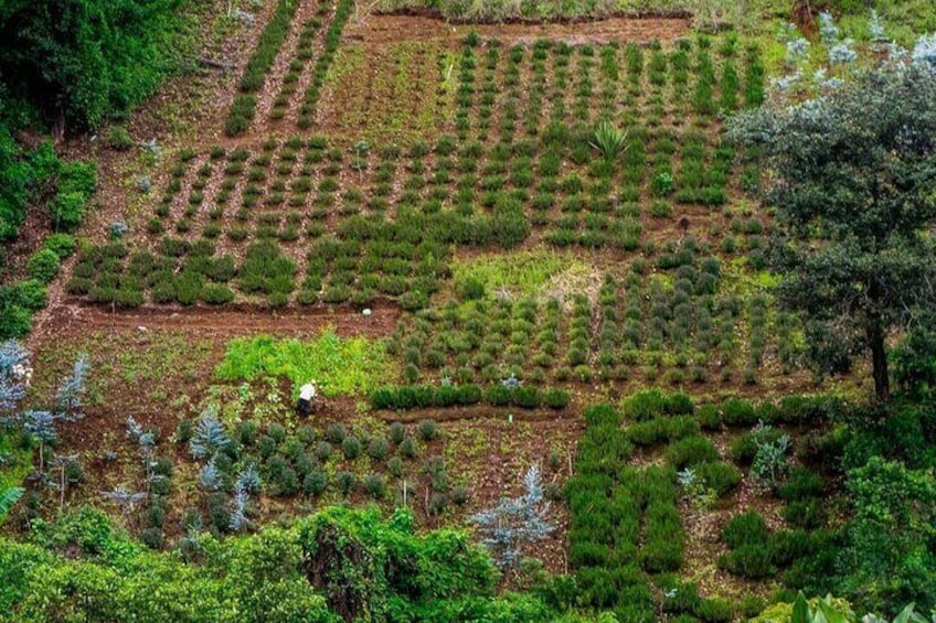 Visit an Avocado Plantation + The Highlights of Antigua - Private Tour