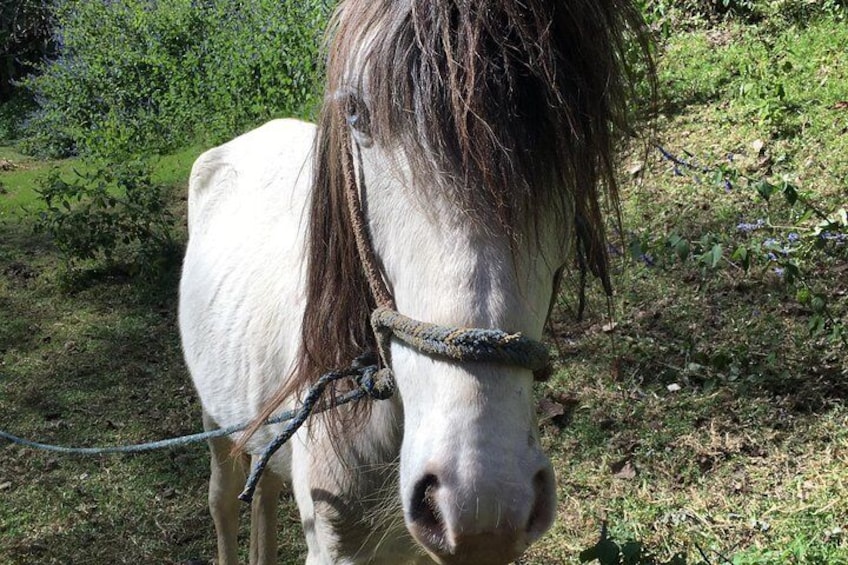 Horse at pasture