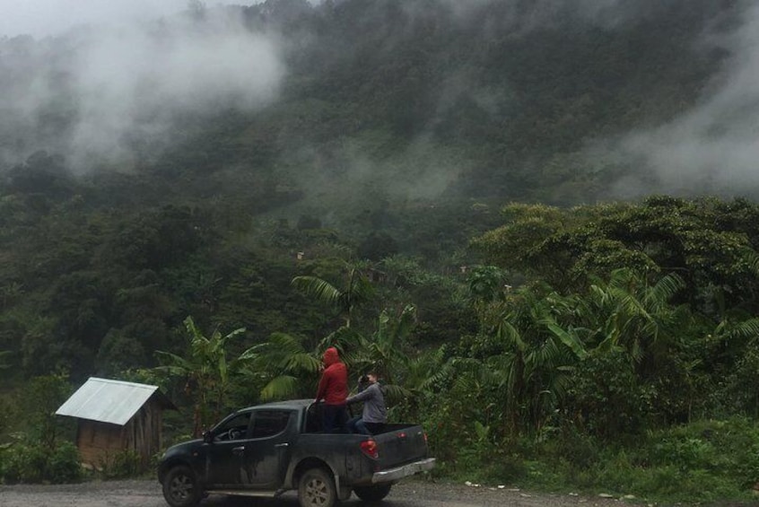 High in the cloud forest