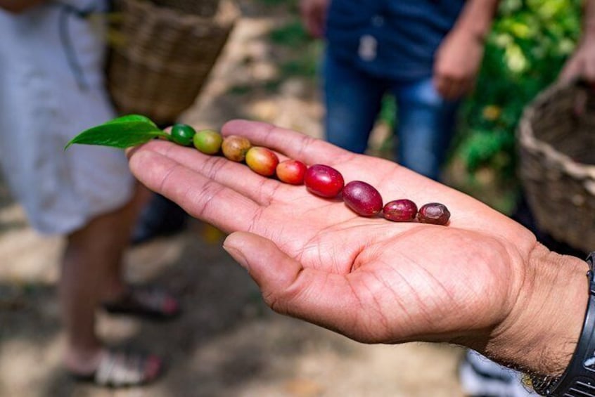 Coffee Tour In Horse Riding In Medellin
