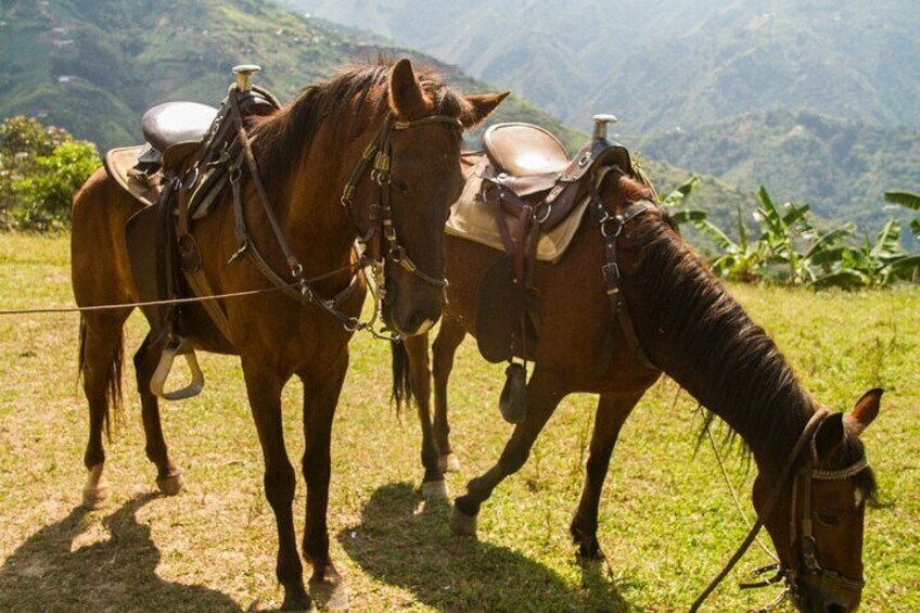 Coffee Tour In Horse Riding In Medellin