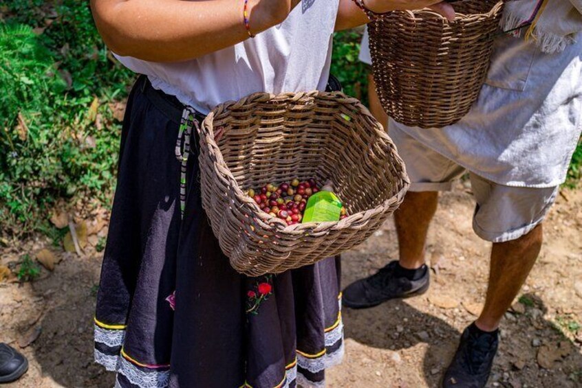 Coffee Tour In Horse Riding In Medellin