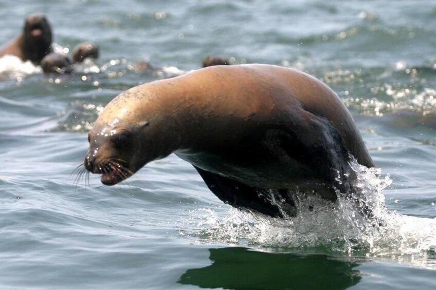 Lima Peru swim with wild sea lions, Palomino Islands. 