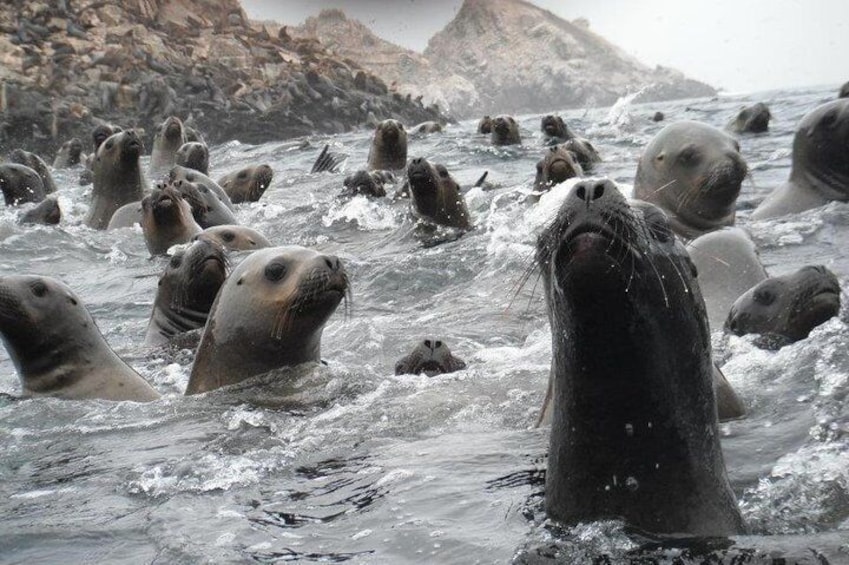 Lima Peru swim with wild sea lions, Palomino Islands. 