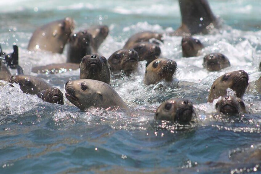 Swim with sea lions in Lima PERU 